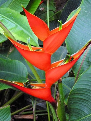 Orange African Lily.jpg