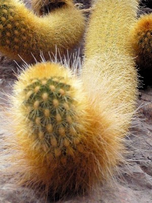 Cactus Tail.jpg
