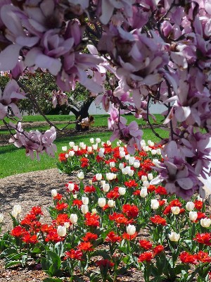 Cherry Blossum & Park Garden.jpg