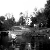 Ducks at Lake 3.jpg