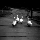 Ducks on A Bridge.jpg